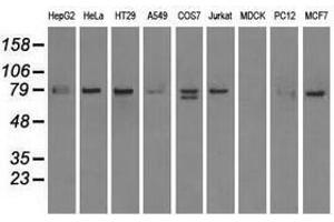 Image no. 3 for anti-SCY1-Like 3 (SCYL3) antibody (ABIN1500834) (SCYL3 Antikörper)