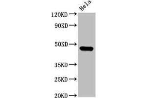 Western Blotting (WB) image for anti-Casein Kinase 1, epsilon (CSNK1E) (AA 1-416), (Isoform epsilon) antibody (ABIN7146862)