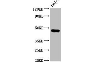 Western Blot Positive WB detected in: Hela whole cell lysate All lanes: CSNK1E antibody at 3. (CK1 epsilon Antikörper  (Isoform epsilon))