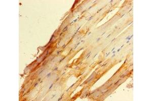 Immunohistochemistry of paraffin-embedded human skeletal muscle tissue using ABIN7176020 at dilution of 1:100 (ZBED1 Antikörper  (AA 1-210))