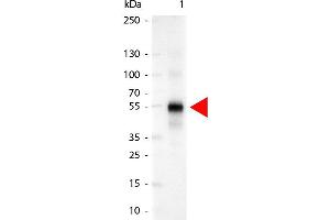Western Blot of Alkaline Phosphatase Conjugated Goat anti-Human IgG Gamma Chain antibody. (Ziege anti-Human IgG (Heavy Chain) Antikörper (Alkaline Phosphatase (AP)) - Preadsorbed)