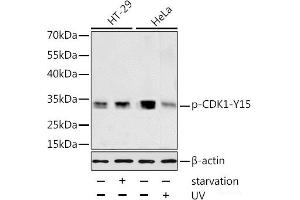 Western blot analysis of extracts of HT-29 and HeLa cells using Phospho-CDK1(Y15) Polyclonal Antibody at dilution of 1:1000. (CDK1 Antikörper  (pTyr15))