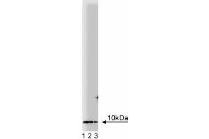 Western Blotting (WB) image for anti-Dynein, Light Chain, LC8-Type 1 (DYNLL1) (AA 1-89) antibody (ABIN968140)