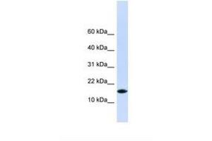 Image no. 1 for anti-Pleckstrin Homology-Like Domain, Family A, Member 3 (PHLDA3) (AA 38-87) antibody (ABIN6739017) (PHLDA3 Antikörper  (AA 38-87))