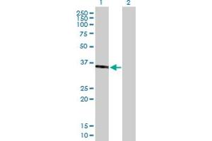 Western Blot analysis of SPON2 expression in transfected 293T cell line by SPON2 MaxPab polyclonal antibody. (SPON2 Antikörper  (AA 1-331))