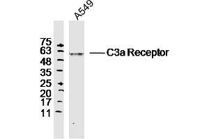 A549 lysates probed with C3a Receptor Polyclonal Antibody, Unconjugated  at 1:300 dilution and 4˚C overnight incubation. (C3AR1 Antikörper  (AA 401-482))