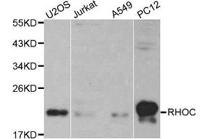 Western blot analysis of extracts of various cell lines, using RHOC antibody. (RHOC Antikörper  (AA 1-193))