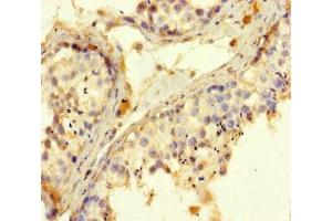 Immunohistochemistry of paraffin-embedded human testis tissue using ABIN7168424 at dilution of 1:100