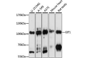 Western blot analysis of extracts of various cell lines, using GIT1 antibody (ABIN7267383) at 1:1000 dilution. (GIT1 Antikörper  (AA 460-640))