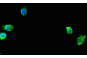 Immunofluorescent analysis of Hela cells using ABIN7166201 at dilution of 1:100 and Alexa Fluor 488-congugated AffiniPure Goat Anti-Rabbit IgG(H+L) (SEC23A Antikörper  (AA 424-569))