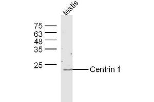 Mouse testis lysates probed with Anti-Centrin 1 Polyclonal Antibody, Unconjugated  at 1:300 overnight at 4˚C. (Centrin 1 Antikörper  (AA 21-120))