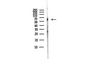 anti-Paxillin (PXN) (pSer178) antibody