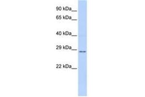 Image no. 1 for anti-Tissue Factor Pathway Inhibitor 2 (TFPI2) (AA 72-121) antibody (ABIN6741435)