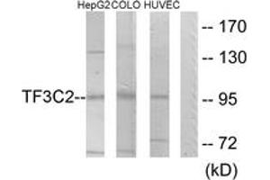 Western blot analysis of extracts from HepG2/COLO205/HuvEc cells, using TF3C2 Antibody. (GTF3C2 Antikörper  (AA 71-120))
