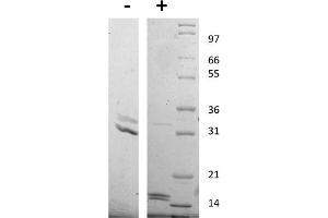 SDS-PAGE of Human Interleukin-17AF Heterodimer Recombinant Protein SDS-PAGE of Human Interleukin-17 Animal Free Recombinant Protein. (IL-17A/F Protein)