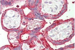 ABIN571050 (5µg/ml) staining of paraffin embedded Human Placenta. (SDHAF1 Antikörper  (C-Term))