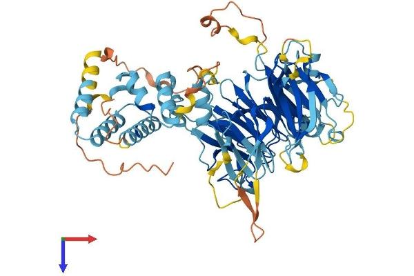 FBXO24 Protein (AA 1-589) (His tag)