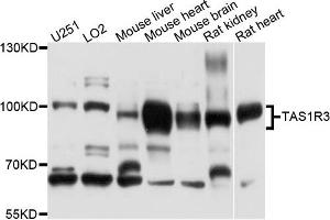 Western blot analysis of extracts of various cells, using TAS1R3 antibody.