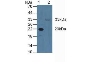 Western blot analysis of (1) Human Blood Cells and (2) Human HeLa cells. (Cyclin D3 Antikörper  (AA 1-292))