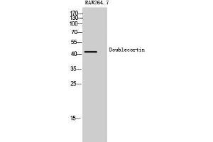 Western Blot (WB) analysis of Raw 264. (Doublecortin Antikörper  (Ser30))