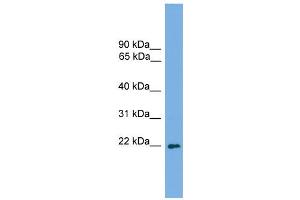WB Suggested Anti-Msc Antibody Titration:  0. (Musculin Antikörper  (C-Term))