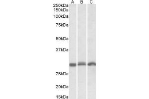 ABIN571226 (0. (PSMA4 Antikörper  (Internal Region))