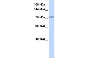 Western Blotting (WB) image for anti-Zinc Finger Protein 280D (ZNF280D) antibody (ABIN2458187) (ZNF280D Antikörper)