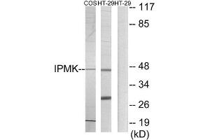 Western Blotting (WB) image for anti-Inositol Polyphosphate Multikinase (IPMK) (C-Term) antibody (ABIN1849800) (IPMK Antikörper  (C-Term))