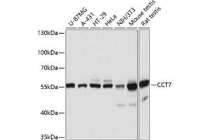 Western blot analysis of extracts of various cell lines, using CCT7 antibody (ABIN6128982, ABIN6138112, ABIN6138113 and ABIN6215731) at 1:3000 dilution. (CCT7 Antikörper  (AA 310-500))