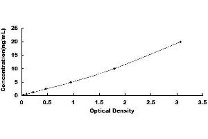 Neurocan (NCAN) ELISA Kit