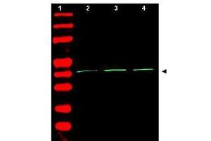 Western Blot of Rabbit Anti-Beta Actin Antibody. (beta Actin Antikörper  (AA 359-368))