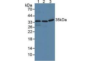 Figure. (IFI35 Antikörper  (AA 2-286))