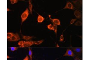 Immunofluorescence analysis of NIH/3T3 cells using ATP5D Polyclonal Antibody at dilution of 1:100. (ATP5F1D Antikörper)