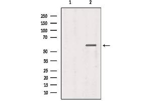 Western blot analysis of extracts from 293, using tbx21 Antibody. (T-Bet Antikörper  (Internal Region))