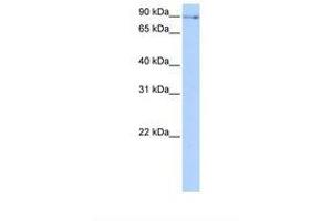 NUFIP2 Antikörper  (AA 186-235)
