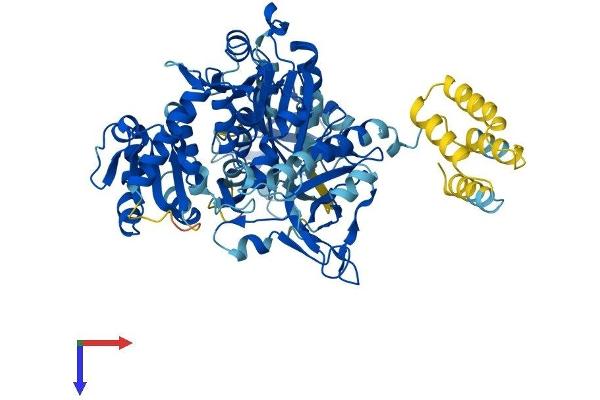SLC27A5 Protein (AA 1-689) (His tag)