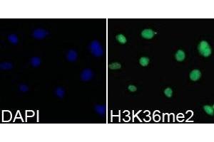 Immunofluorescence analysis of 293T cell using H3K36me2 antibody. (Histone 3 Antikörper  (H3K36me2))