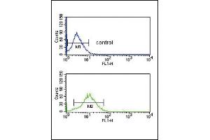 BDKRB1 Antibody (Center) (ABIN652683 and ABIN2842455) flow cytometric analysis of HepG2 cells (bottom histogram) compared to a negative control cell (top histogram). (BDK_1 (AA 213-239) Antikörper)