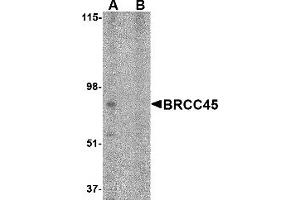 Western Blotting (WB) image for anti-Brain and Reproductive Organ-Expressed (TNFRSF1A Modulator) (BRE) (N-Term) antibody (ABIN1031282)