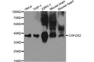 CAPZA2 Antikörper  (AA 1-286)