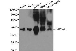 Western blot analysis of extracts of various cell lines, using CAPZA2 antibody. (CAPZA2 Antikörper  (AA 1-286))