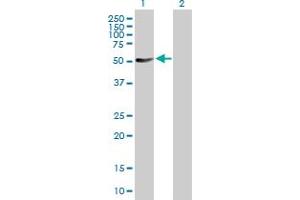 Western Blot analysis of PTPN11 expression in transfected 293T cell line by PTPN11 MaxPab polyclonal antibody. (PTPN11 Antikörper  (AA 1-460))