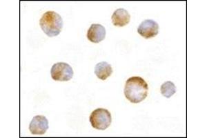 Immunocytochemistry of Mcl-1 in Raji cells with this product at 10 μg/ml. (MCL-1 Antikörper  (N-Term))