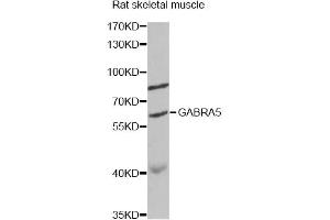 Western blot analysis of extracts of rat skeletal muscle, using GABRA5 antibody.
