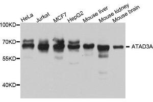 Western blot analysis of extract of various cells, using ATAD3A antibody.