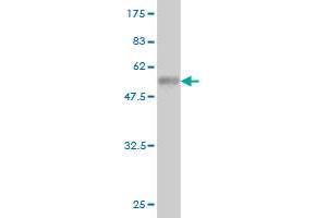 Western Blot detection against Immunogen (56. (EPH Receptor A7 Antikörper  (AA 1-279))