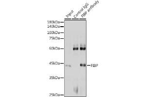 anti-Fibroblast Growth Factor (Acidic) Intracellular Binding Protein (FIBP) (AA 1-364) antibody
