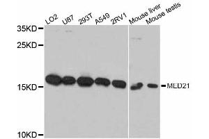 Western blot analysis of extracts of various cell lines, using MED21 antibody (ABIN5998202) at 1:3000 dilution. (MED21 Antikörper)