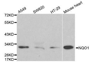 Western blot analysis of extracts of various cell lines, using NQO1 antibody. (NQO1 Antikörper  (AA 1-50))