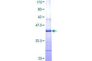 AGO1 Protein (AA 101-200) (GST tag)